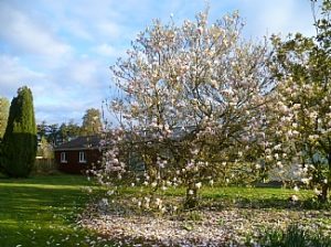 Magnolia Lodge in Spring