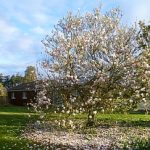 Magnolia Lodge in Spring