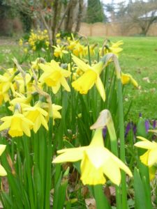 Spring Daffs at Magnolia Lodge