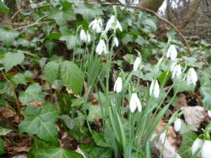 WIld Spring Flowers in Devon