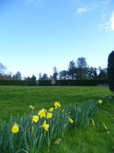 Spring Daffs