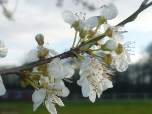 Spring Flowers for Spring Break