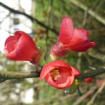 Red Spring Flower