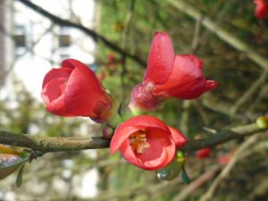 Red Spring Flower